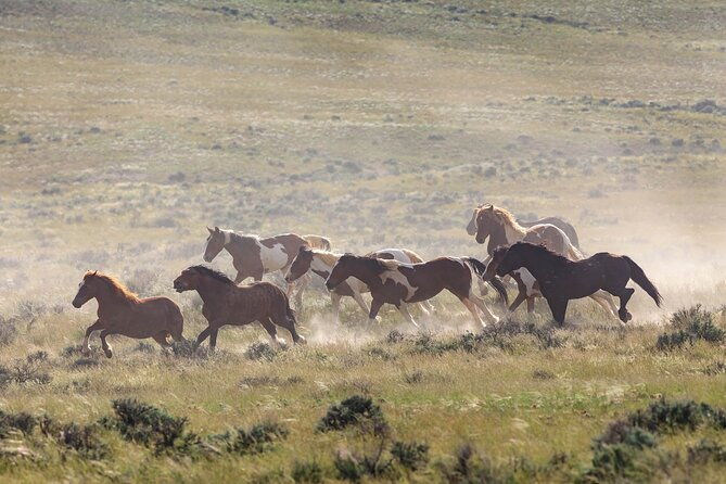 wild-mustang-half-day-tour-cody-wyoming-private