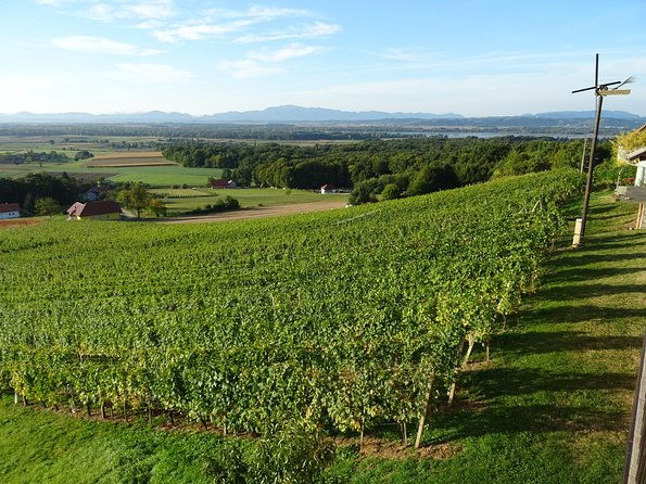 wine-routes-of-jeruzalem-slovenia-small-group-tour-from-ljubljana-or-maribor
