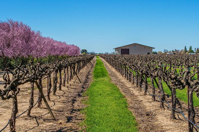wine-tasting-audio-tour-lodi-california
