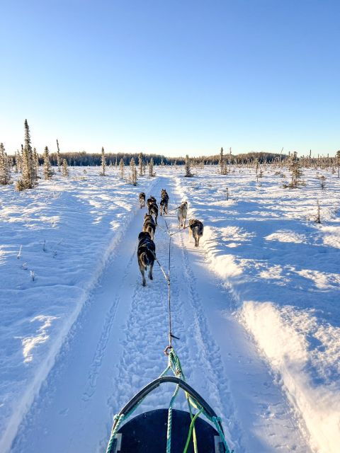 winter-dog-sled-tour-day-or-night-mush