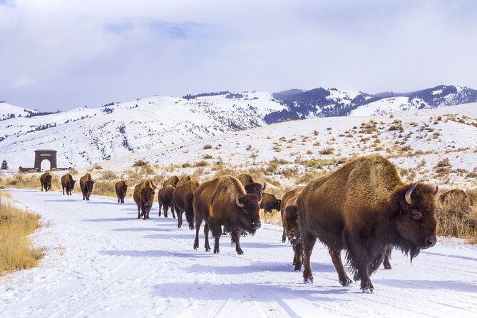 winter-wildlife-safari-in-yellowstone-national-park