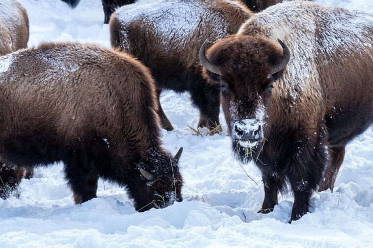 yellowstone-national-park-3-day-wildlife-photography-tour