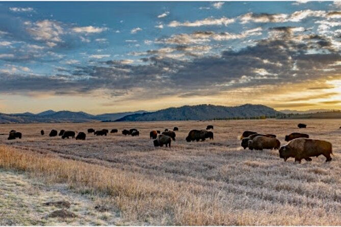 yellowstone-wildlife-and-photo-upper-loop-tour-west-yellowstone