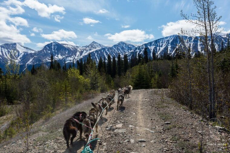 yukon-dogs-and-gold