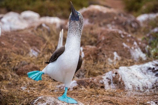 8-day-best-of-quito-and-galapagos-santa-cruz-isabela-unhinhabited-island