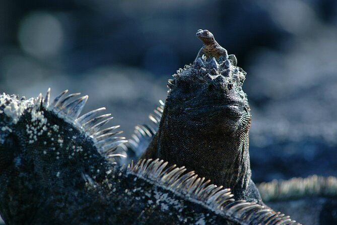 8-day-full-pack-galapagos-multi-sport-adventure-4-5-island-tour