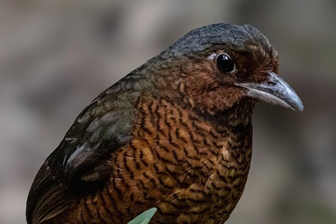 10-days-birding-photo-tour-from-andes-to-amazon-of-ecuador