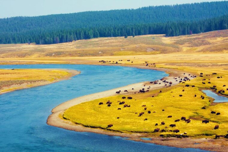5-day-winter-yellowstone-wildlife-tour