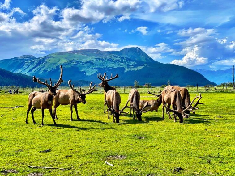 alaska-wildlife-conservation-center-admission-ticket