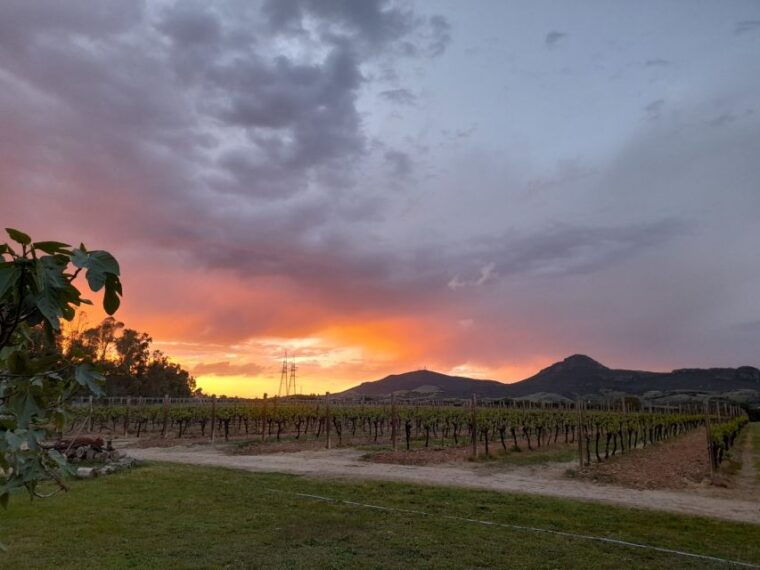 alghero-wine-tasting-w-local-aperitif-in-the-vineyard