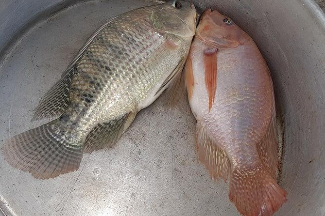 altun-ha-mayan-site-food-tour-fish-farm-restaurant