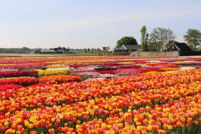 amsterdam-private-tour-tulips-keukenhof-windmill-cheese
