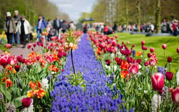 amsterdam-tour-to-keukenhof-gardens-with-windmill-cruise