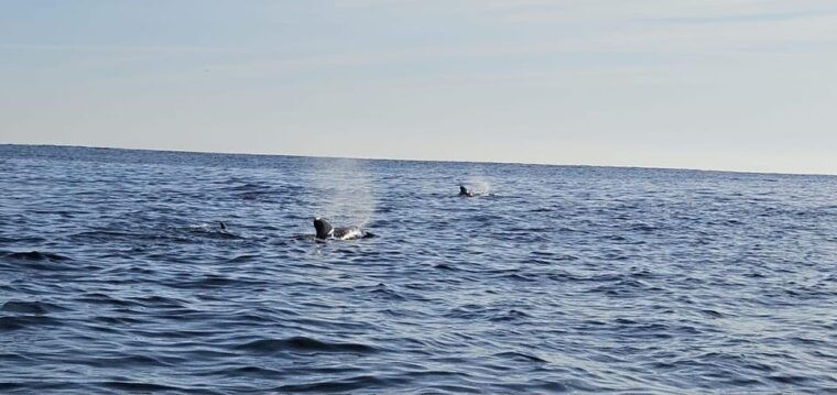basque-country-dolphin-watching-boat-trip