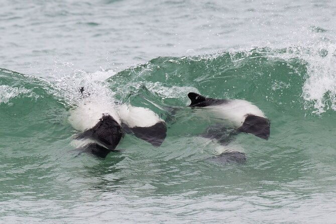 berthas-beach-penguin-experience