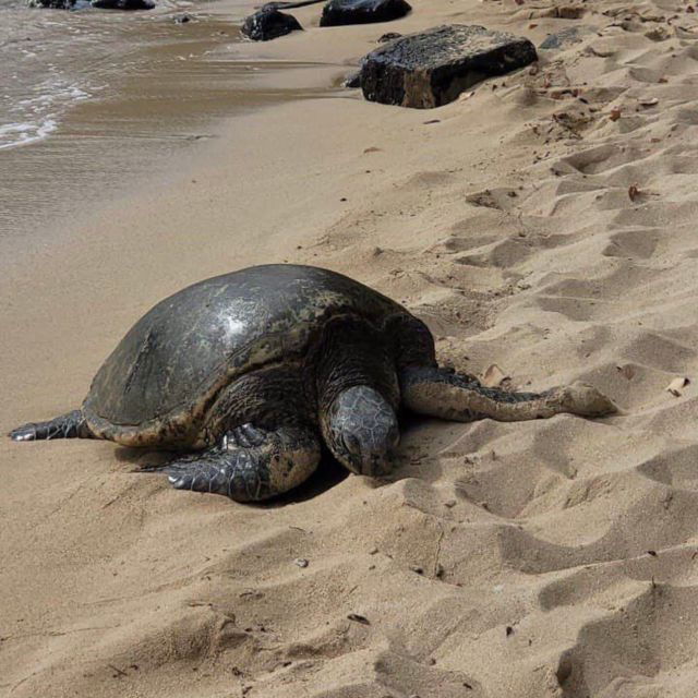 best-of-oahu-in-one-day