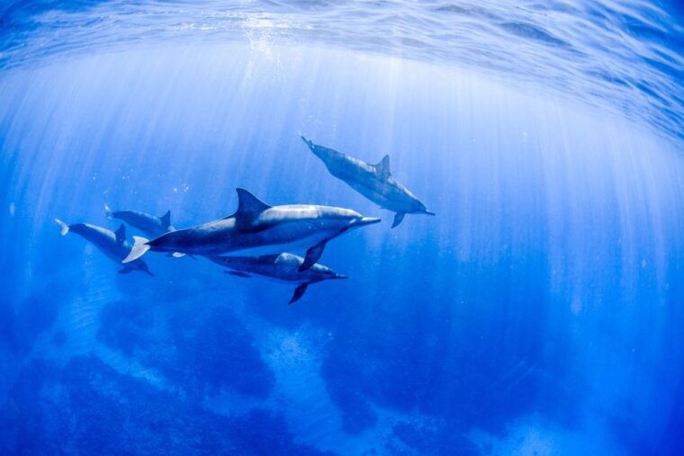 big-island-luxury-catamaran-trip-along-the-kona-coast