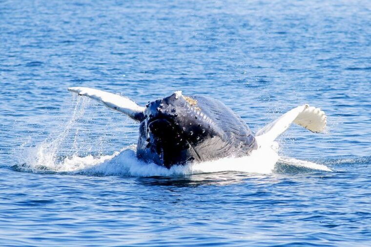 boston-whale-watching-catamaran-cruise