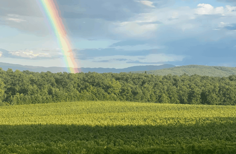 boutique-winery-visit-wine-tasting-near-arezzo
