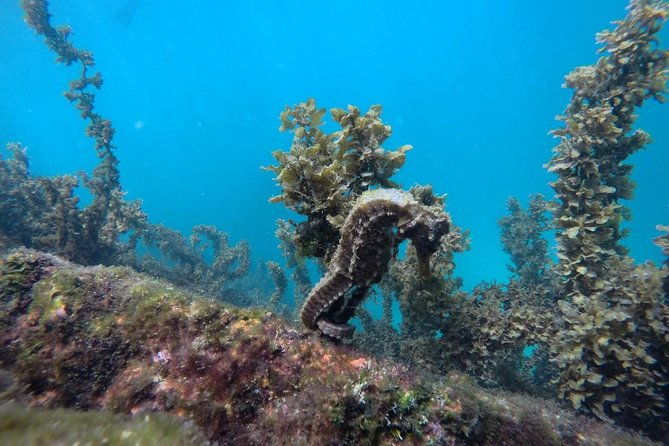 cabo-rosa-tuneles-hiking-snorkeling-tour-from-isabela