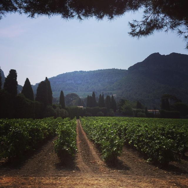 cassis-wine-tour-sea-cliffs-and-vineyards