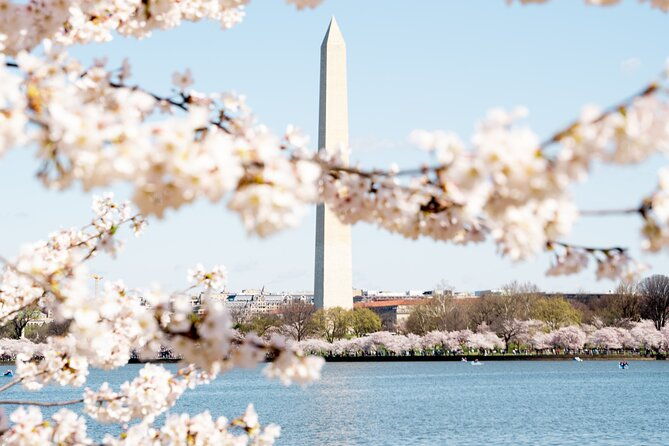 cherry-blossom-private-bus-tour-of-washington-dc