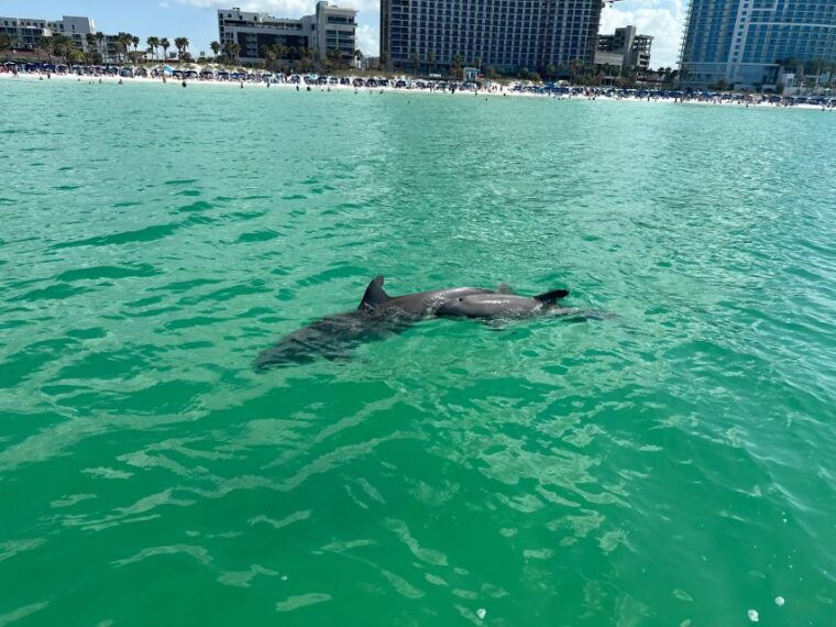 clearwater-beach-dolphin-island-sandbar-cruise