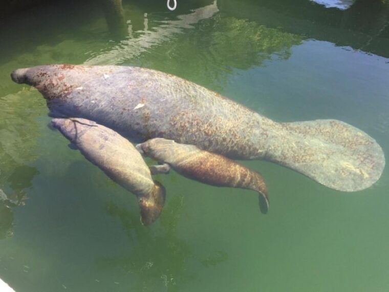 crystal-river-manatee-viewing-cruise-2