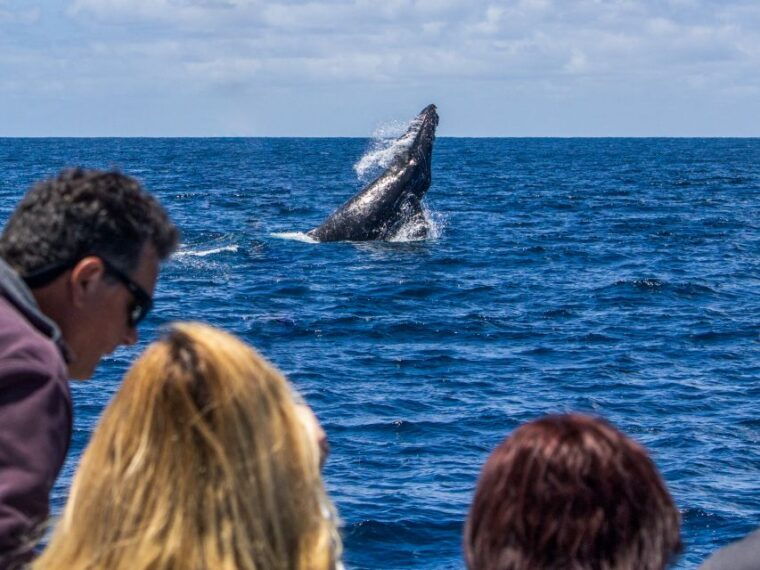 dana-point-dolphin-whale-watching-with-underwater-viewing