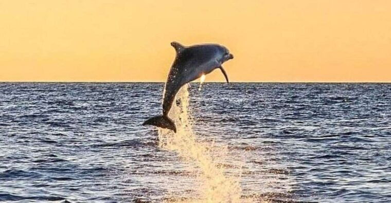 destin-dolphin-watching-cruise