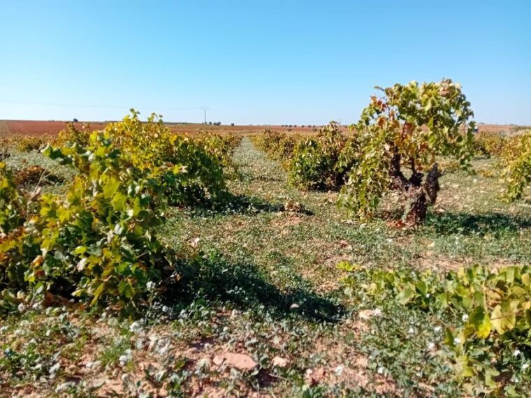discover-madrids-best-exclusive-wine-tour-tastings-await-2