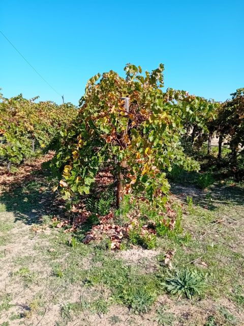 discover-madrids-hidden-do-exclusive-winery-tour-tasting-2