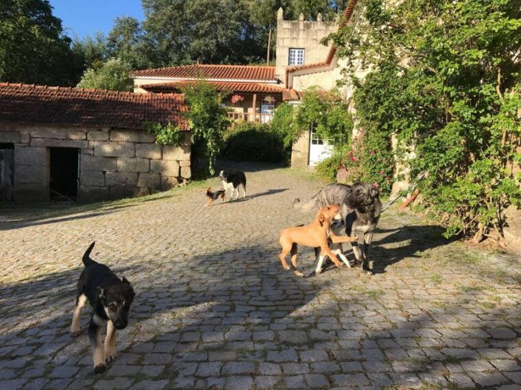 douro-valley-traditional-cooking-class-and-farm-tour