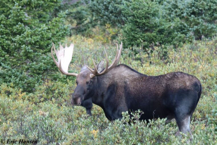 estes-park-rocky-mountain-national-park-safari-tour
