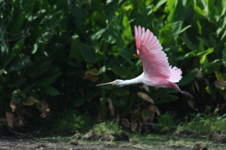 everglades-day-safari-from-sanibel-fort-myers-naples