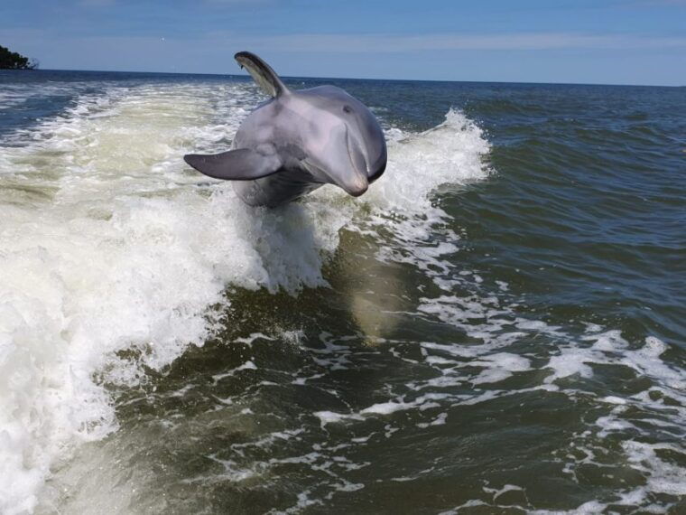 everglades-national-park-motorboat-eco-tour
