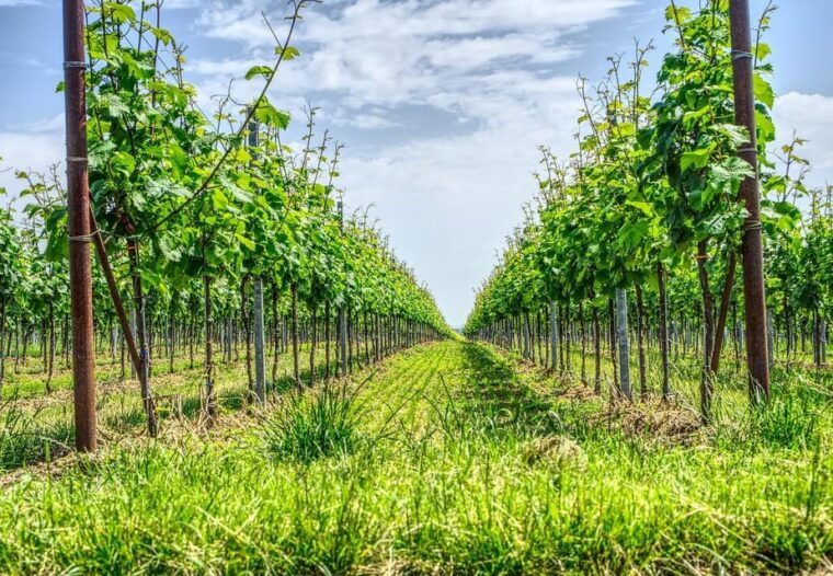exclusive-wine-tour-sardinian-winery-round-trip-transfer