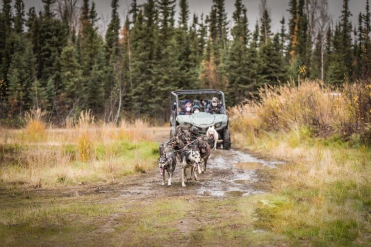 fairbanks-dog-mushing-through-fall-landscapes-on-a-utv
