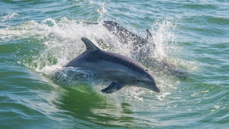from-cagliari-sunset-dolphin-watching-tour