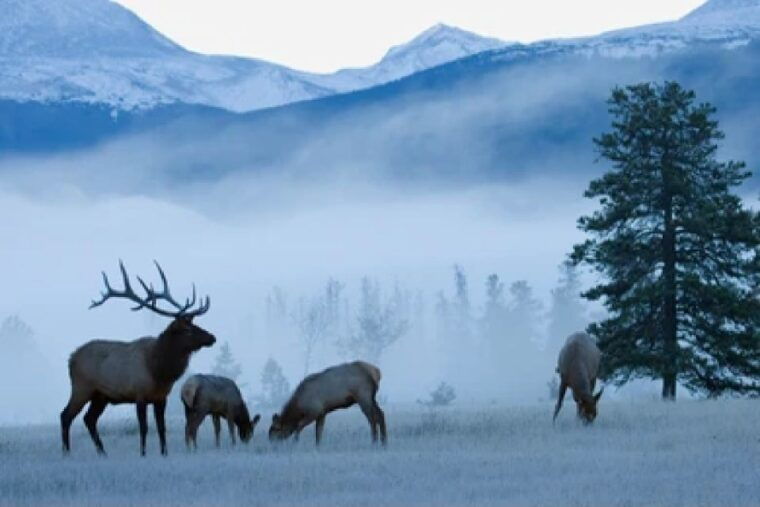 from-jackson-grand-teton-wildlife-scenery-tour-with-lunch