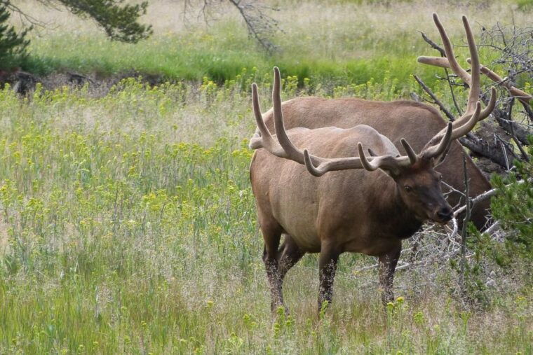 from-jackson-yellowstone-national-park-day-trip-with-lunch