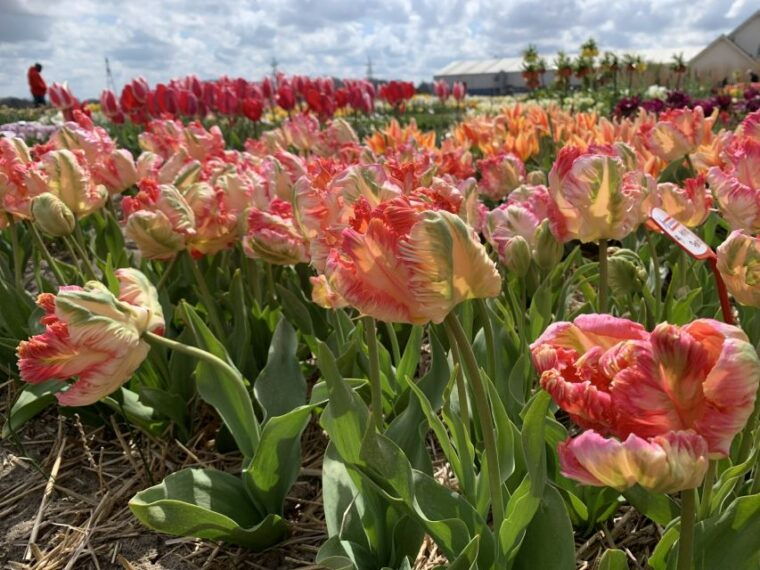 from-lisse-keukenhof-flower-fields-bike-tour
