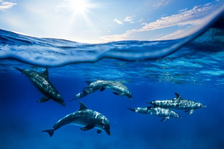 from-maalaea-am-turtle-town-snorkel-aboard-quicksilver