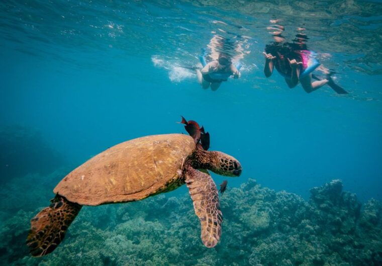 from-maalaea-turtle-town-3-hour-snorkel-and-sail-adventure