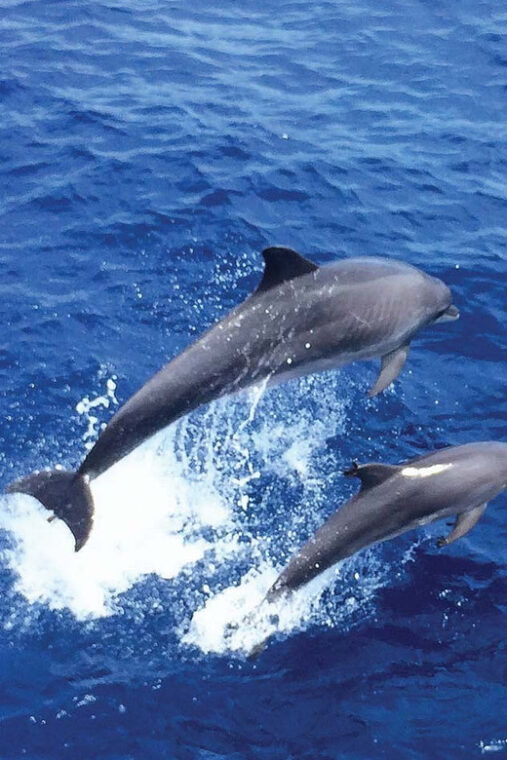 from-palma-afternoon-dolphin-watching-boat-tour