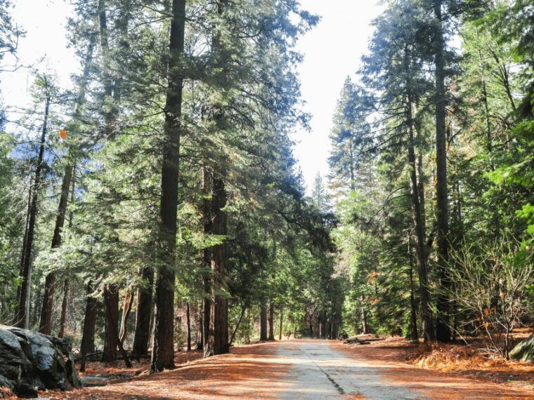 from-san-francisco-yosemite-national-park-private-day-tour