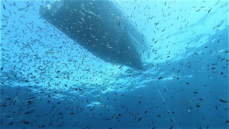 from-san-teodoro-diving-for-experts-in-tavolara-and-molara
