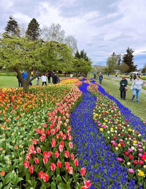 from-seattle-tour-of-skagit-valley-tulip-festival