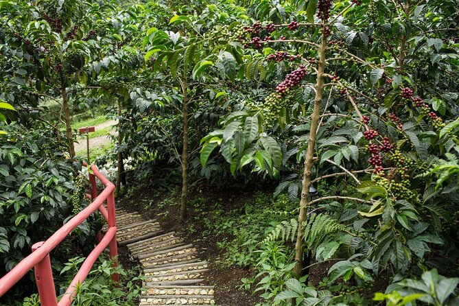 from-seed-to-cup-coffee-experience-at-la-palma-y-el-tucan