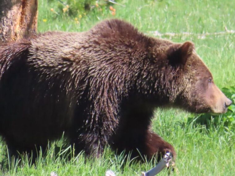 from-west-yellowstone-lamar-valley-wildlife-tour-by-van